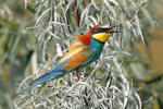 Bee-eater