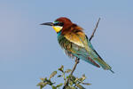 Bee-eater