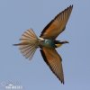 Bee-eater