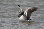 Bernacle Goose