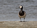 Bernacle Goose