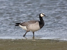 Bernacle Goose