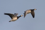 Bernacle Goose