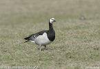 Bernacle Goose