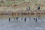 Bernacle Goose