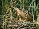 Bittern