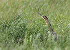 Bittern