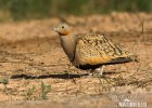 Black-bellied Sandgrouse