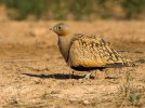 Black-bellied Sandgrouse