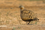 Black-bellied Sandgrouse