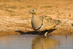 Black-bellied Sandgrouse