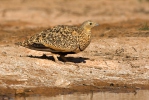 Black-bellied Sandgrouse