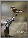 Black-eared Wheatear