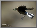 Black-eared Wheatear