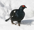 Black Grouse