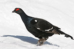 Black Grouse