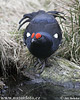 Black Grouse