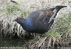 Black Grouse