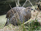 Black Grouse