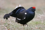 Black Grouse