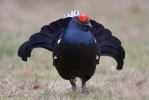 Black Grouse