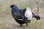 Black Grouse