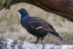 Black Grouse