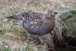 Black Grouse