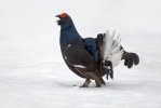 Black Grouse