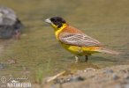 Black-headed Bunting