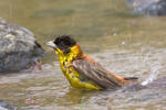 Black-headed Bunting