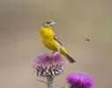 Black-headed Bunting