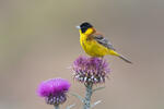 Black-headed Bunting