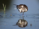 Black-headed Gull