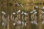 Black-headed Gull