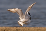 Black-headed Gull