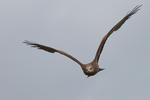 Black Kite