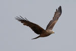 Black Kite