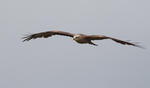 Black Kite