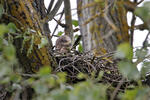 Black Kite