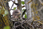 Black Kite