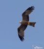 Black Kite