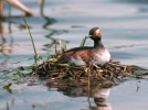 Black-necked Grebe