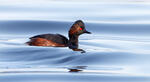 Black-necked Grebe