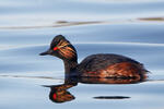 Black-necked Grebe