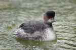 Black-necked Grebe