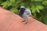 Black Redstart