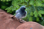 Black Redstart