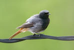 Black Redstart