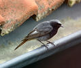 Black Redstart